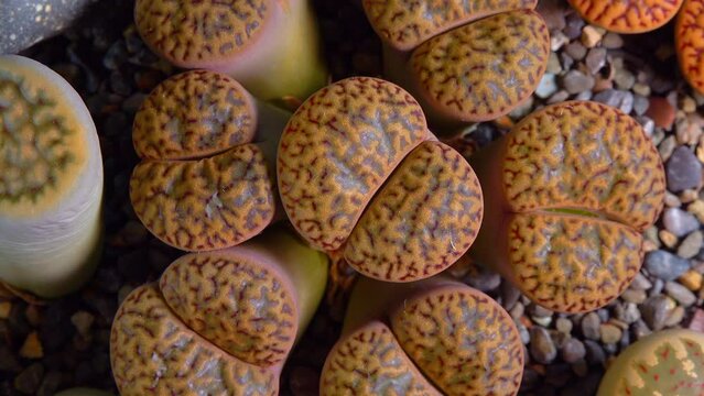 Mesembs (Lithops bromfeldii) South African plant from Namibia in the botanical collection of supersucculent plants