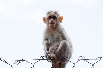 a Bonnet macaque, a species of macaque found in Southern India sitting on wire fence white background