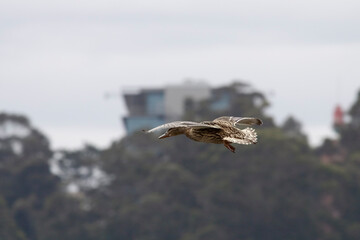 Douro river wild duck in flight