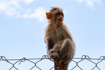 a Bonnet macaque, a species of macaque found in Southern India sitting on wire fence blue sky background