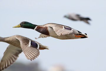Obraz premium Wild duck in flight