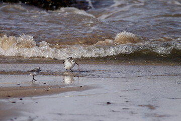Sanderling eating sea worm