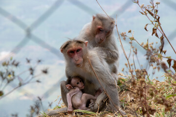 a family of Bonnet macaque, a species of macaque found in Southern India behind net, mother monkey breast feed its baby.