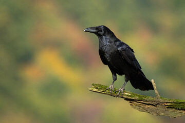 Obraz premium Common raven, corvus corax, looking on bough in autumn with copy space. Dark bird sitting on branch in fall. Black animal with beak resting on wood from side.