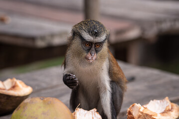 A mona monkey playing in a tropical rainforest in Nigeria