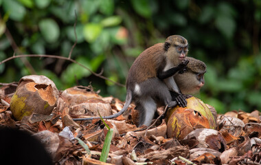 A mona monkey playing in a tropical rainforest in Nigeria