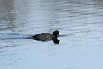 Eurasian coot (Fulica atra) A medium-sized water bird with black plumage and white forehead, it swims in the calm water of the lake.