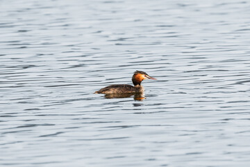 Great crested grebe - Podiceps cristatus - A medium-sized water bird swims in the calm water of the lake on a summer day.