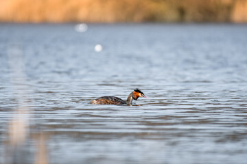 Great crested grebe - Podiceps cristatus - A medium-sized water bird swims in the calm water of the lake on a summer day.