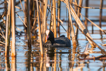 Eurasian coot (Fulica atra) medium-sized water bird with black plumage and white forehead, swims among reeds and eats insects flying over the water, sunny day.