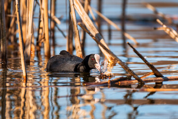 Eurasian coot (Fulica atra) medium-sized water bird with black plumage and white forehead, swims among reeds and eats insects flying over the water, sunny day.