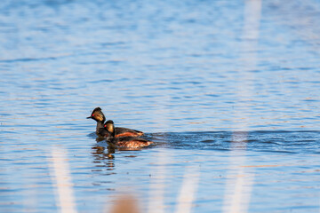 Black-necked grebe - Podiceps nigricollis - a medium-sized water bird with black-brown plumage, yellow feathers behind the ear and a red eye, a pair of birds swims by the shore on the lake's water.