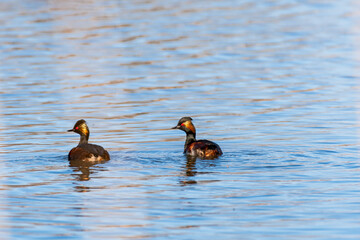 Black-necked grebe - Podiceps nigricollis - a medium-sized water bird with black-brown plumage, yellow feathers behind the ear and a red eye, a pair of birds swims by the shore on the lake's water.