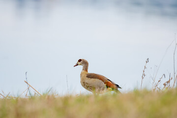 Egyptian goose - Alopochen aegyptiaca - a large water bird from the duck family with colorful plumage, the bird stands on the green grass by the lake shore.