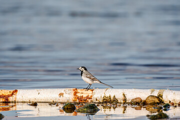White wagtail - Motacilla alba - a small bird with gray and white plumage stands on a birch branch immersed in shallow water by the lake shore, a sunny summer day.