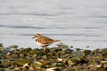 Little ringed plover - Charadrius dubius - a small bird with brown wings and a white belly, stands by the water on the rocky shore of a lake, a sunny summer day.