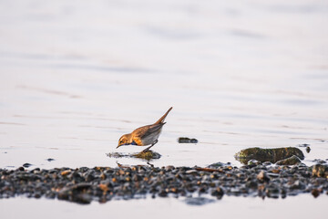 Bluethroat - Luscinia svecica - a small, migratory male bird in a colorful mating robe, stands on the rocky shore of a lake and catches insects on a summer day.