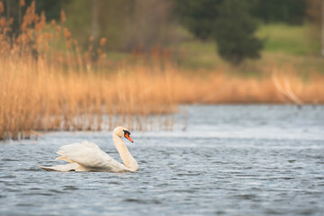 Mute swan - Cygnus olor - a large water bird with white plumage and orange beak and a long neck, the bird swims on the lake.