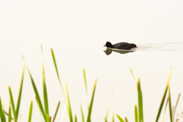 Eurasian coot (Fulica atra) A medium-sized water bird with black plumage and white forehead, it swims in the calm water of the lake.