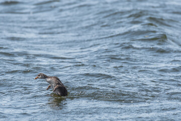 Eurasian coot (Fulica atra) A medium-sized water bird. A young bird with down feathers swims alone in the pond.
