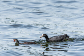 Eurasian coot (Fulica atra) A medium-sized water bird. A young bird with down feathers and an adult female. Mother and child swim together on the pond.