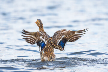 Mallard - Anas platyrhynchos - a medium-sized water bird from the duck family, the female flaps her...
