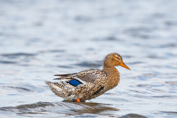 Mallard - Anas platyrhynchos - a medium-sized water bird from the duck family, the female stands in shallow water by the shore, characteristic blue feathers on the wings.