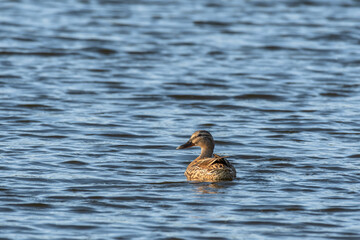 Fototapeta premium Mallard - Anas platyrhynchos - a medium-sized water bird from the duck family, the female swims in the calm water of the lake, characteristic blue feathers on the wings.