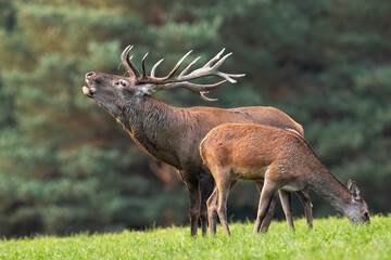 Red deer, cervus elaphus, roaring next to hind grazing on meadow in autumn. Stag and female...