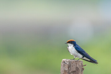 The wire-tailed swallow is a small passerine bird in the swallow family. 