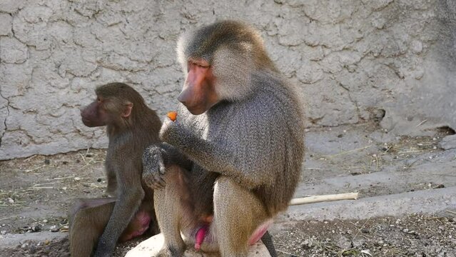 Hamadryas baboon (Papio hamadryas) male and female in captivity, eating