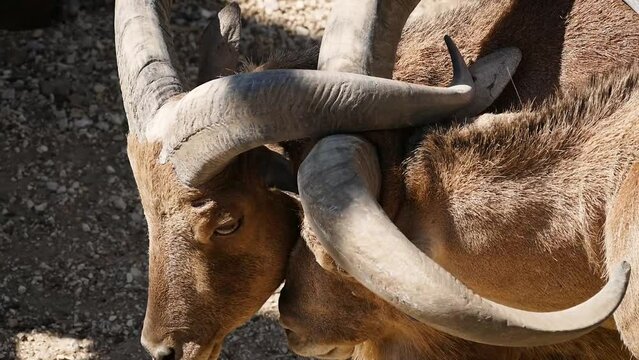 Barbary sheep (Ammotragus lervia) males are having a duel in captivity, close-up