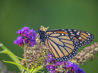 Monarch butterfly,Danaus plexippus