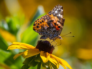 Painted Lady Butterfly