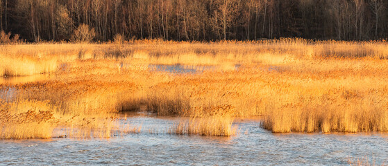 Clumps of high reeds by the lake shore, a breeding place for water birds, a natural landscape by the water in the late evening.