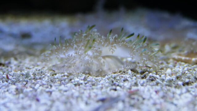 Upside-down jellyfish (Cassiopea xamachana) filtering for food