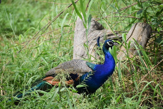 Indian peacock standing on grass filed