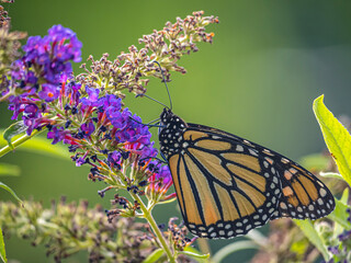 Monarch butterfly,Danaus plexippus