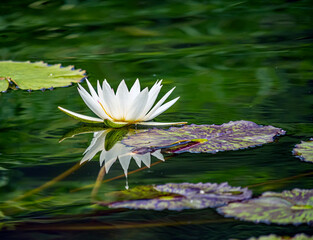 Water lily in pool  in garden
