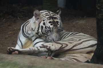 Close up white tiger is sit down and rest on floor