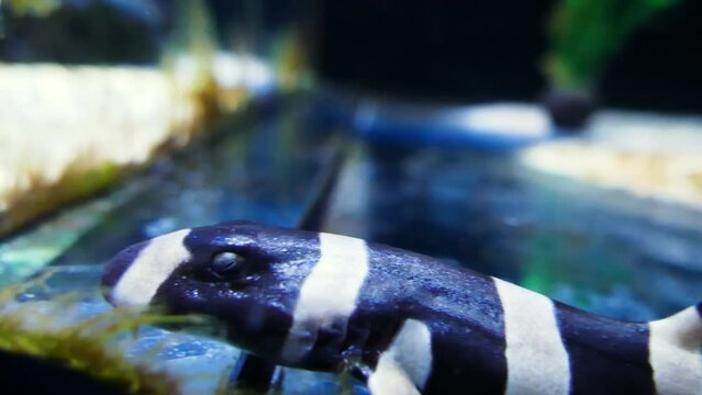 Brownbanded bamboo shark (Chiloscyllium punctatum) pup in a nursery aquarium, close-up