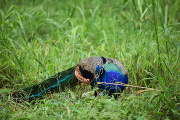 Indian peacock standing on grass filed
