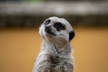 Fototapeta premium Curious Meerkat