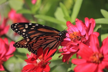 Monarch Butterfly on Pink Flowers