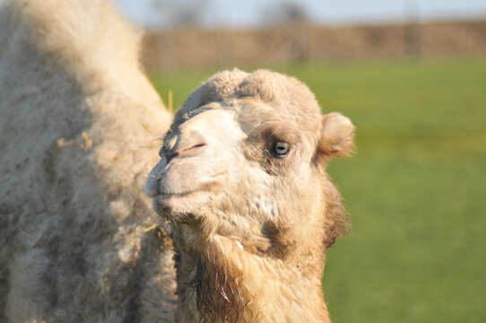 portrait tette chameau 