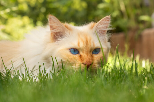 Blue-eyed Birman Cat Watching The Grass Grow