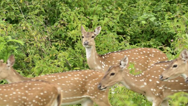 chital (Axis axis) also known as spotted deer