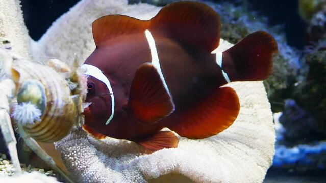 A spine-cheeked anemonefish (Premnas biaculeatus) protecting its territory from an anemone hermit crab (Dardanus pedunculatus)