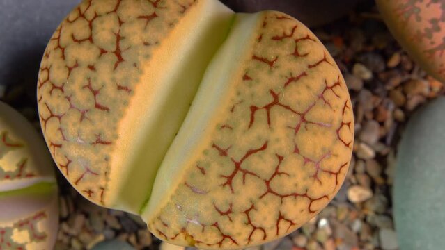 Mesembs (Lithops gracilidelineata) South African plant from Namibia in the botanical collection of supersucculent plants