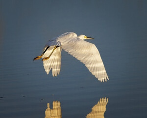 Snowy Egret